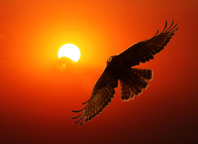 《鹰》（诗一首）